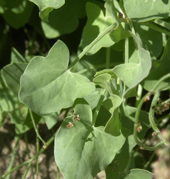 Ackerwinde Pflanze mit herzförmigen Blättern im Detail