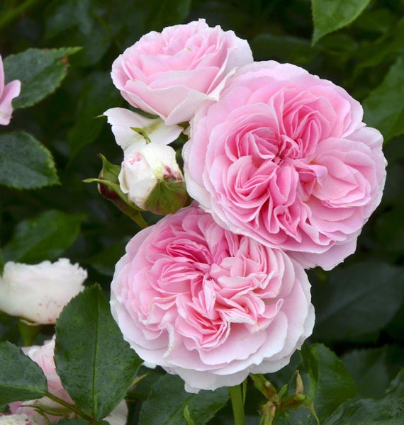 Nahaufnahme von rosa Rosenblüten mit grünen Blättern