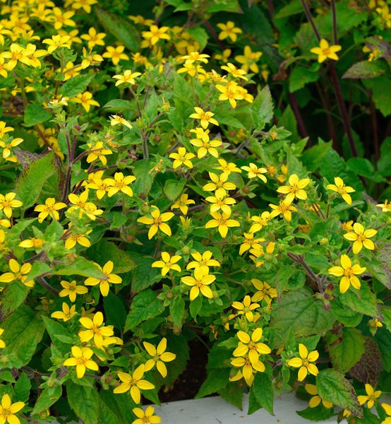 Gruppe von Goldmarie-Pflanzen mit gelben Blüten und grünen Blättern.