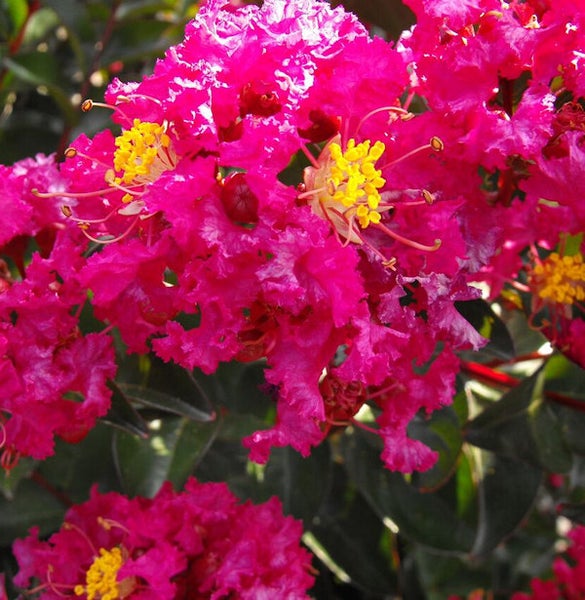 Nahaufnahme von rosafarbenen Lagerstroemia Blüten mit gelben Staubgefässen