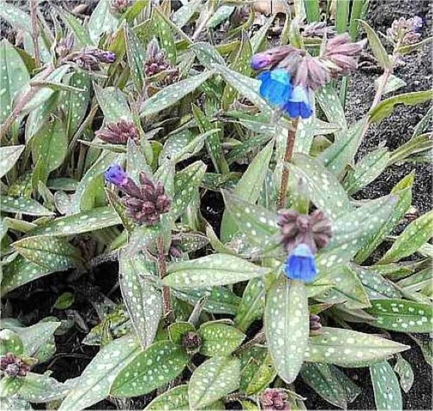 Lungenkraut Pflanze mit blauen Blüten und gefleckten Blättern