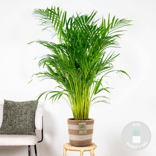 Dypsis Lutescens inkl. Jutekorb - Goldpalme - Wartungsfreundlich - ⌀21 cm - ↕100-110 cm