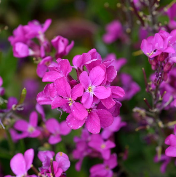 Nahaufnahme von lila Goldlackblüten