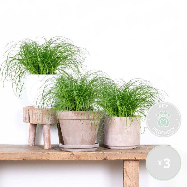 Bloomique - 3er Set - Cyperus Zumula - Katzengras Fertig Gewachsen - Zimmerpflanzen - Pflegeleicht - Haustierfreundlich - Höhe 20-30 cm - Topf 12 cm