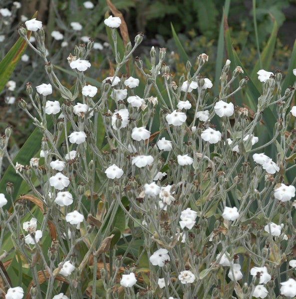 Gipskraut mit weißen Blüten