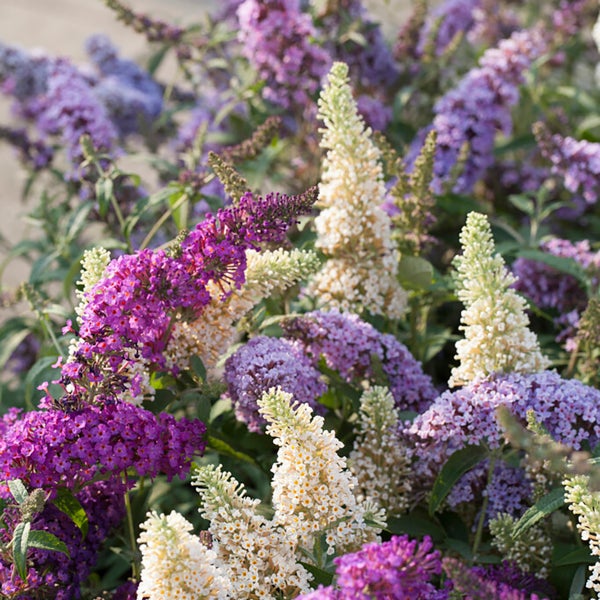 Bloomique - 3er-Mix - Buddleja Davidii - Schmetterlingsflieder - Rosa, Lila, Weiß - Winterhart - Gartenpflanzen - 20-30 cm Hoch - Topf 10,5 cm