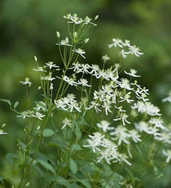 Bild einer Waldrebe mit weißen Blüten.