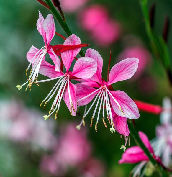 Gaurablüten mit länglichen Blütenblättern