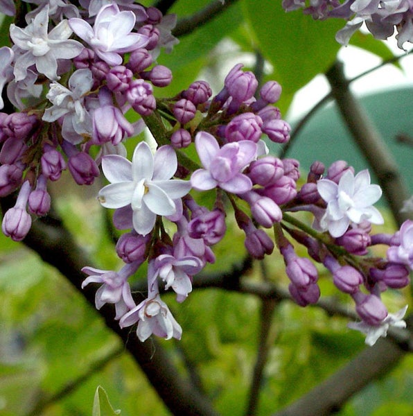 Nahaufnahme von lila und weißen Fliederblüten