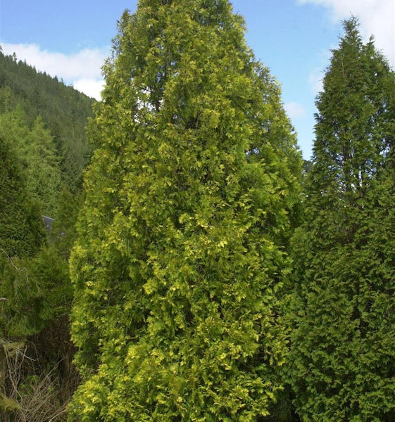 Im Bild ist eine Thuja zu sehen.