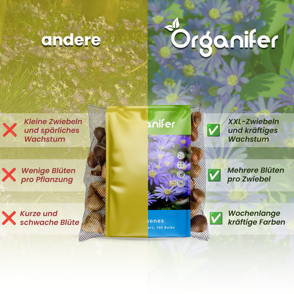 Organifer Blumenzwiebeln, 100 Stück, Vergleichsbild
