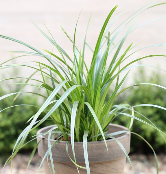 Grünlilie in einem Topf