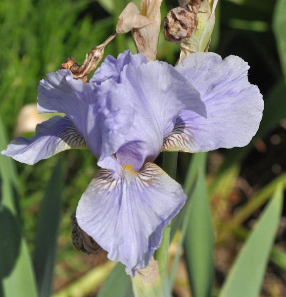 Nahaufnahme einer lila Irisblüte