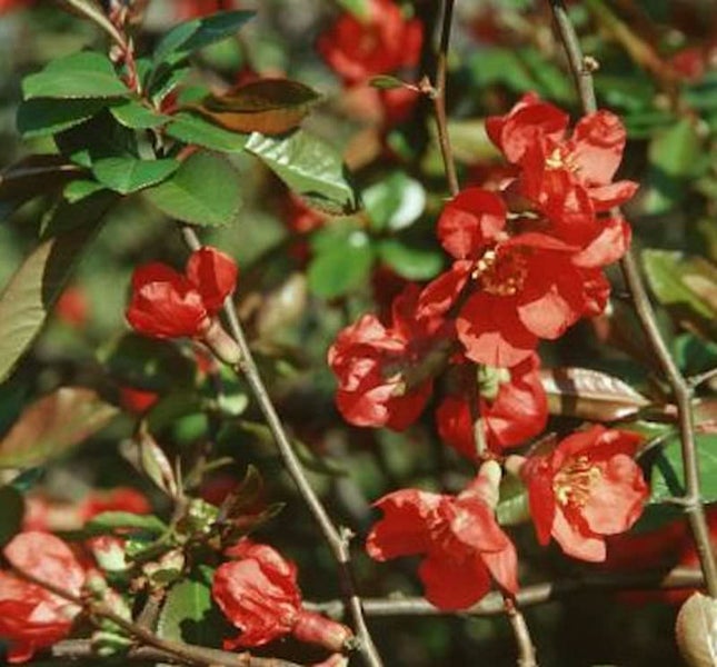 Nahaufnahme einer Zierquitte mit roten Blüten und grünen Blättern.