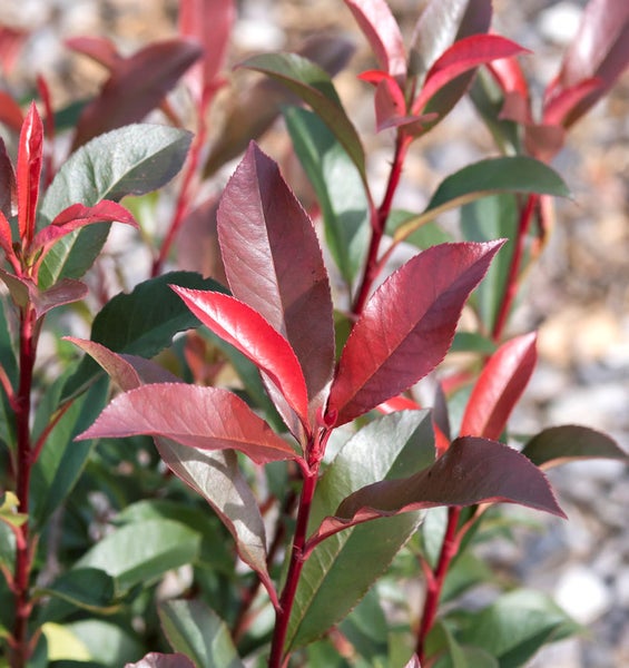Nahaufnahme einer Glanzmispel Pflanze mit roten und grünen Blättern.