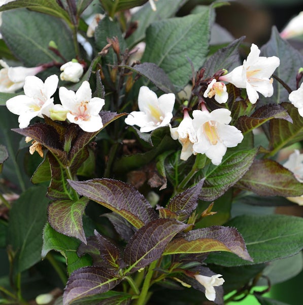 Nahaufnahme einer Weigelie mit weißen Blüten und dunklem Laub.