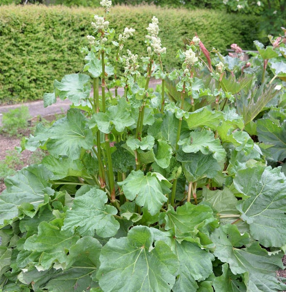 Rhabarberpflanze im Gartenbeet