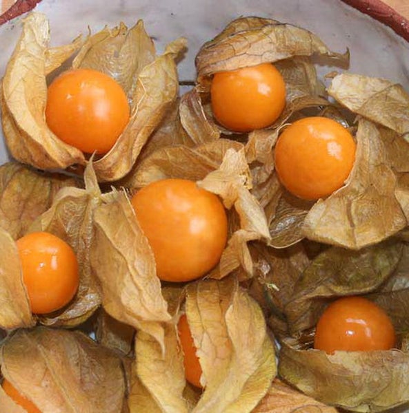 Physalis-Früchte mit papierartigen Hüllen