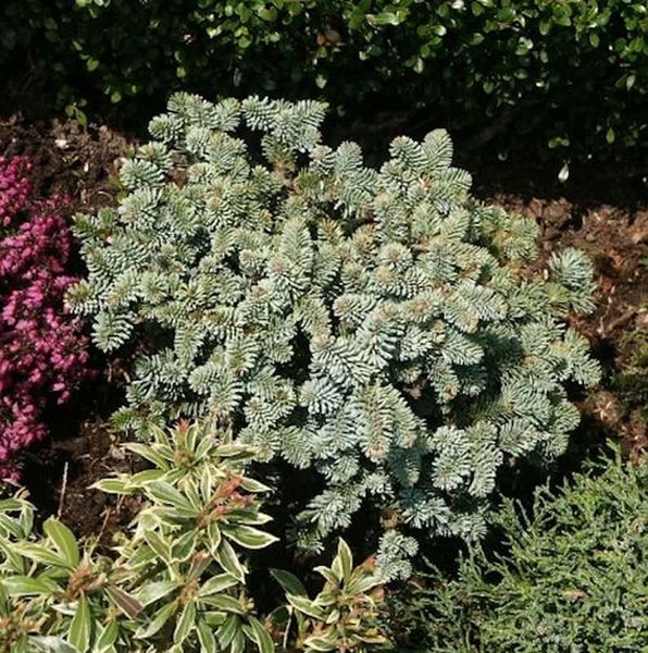 Zierstrauch im Gartenbeet