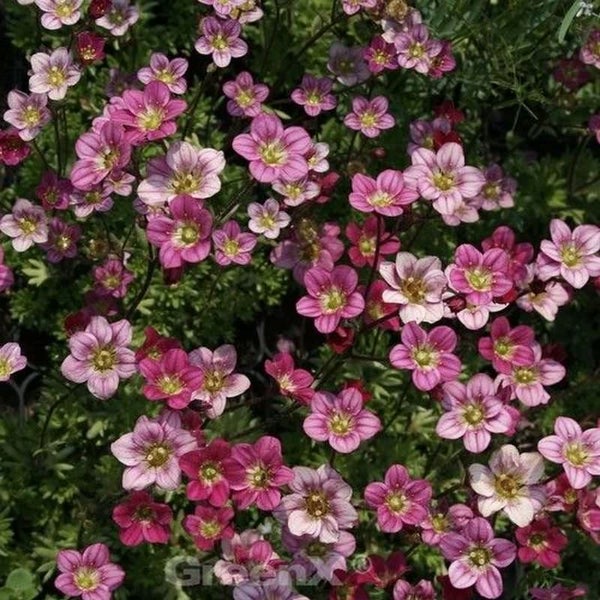 Blühende Teppich-Steinbrech-Pflanze im Detail.