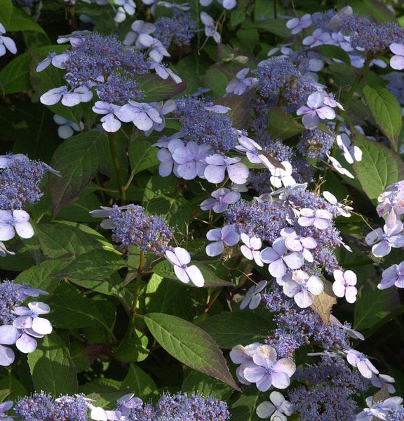 Rispenhortensie mit blauvioletten Blüten und grünen Blättern