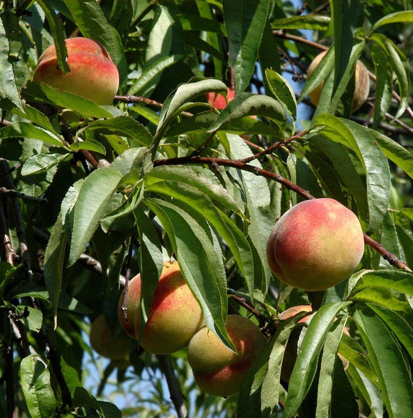Pfirsichbaum mit reifen Pfirsichen an Ästen