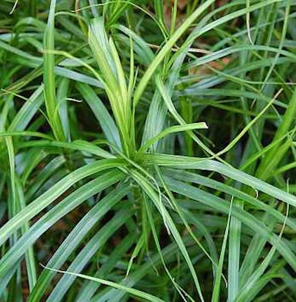 Nahaufnahme von Zypergras