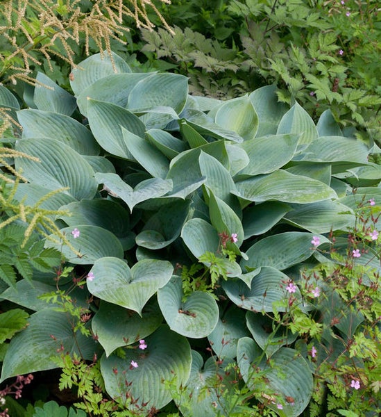 Funkie mit großen Blättern im Garten