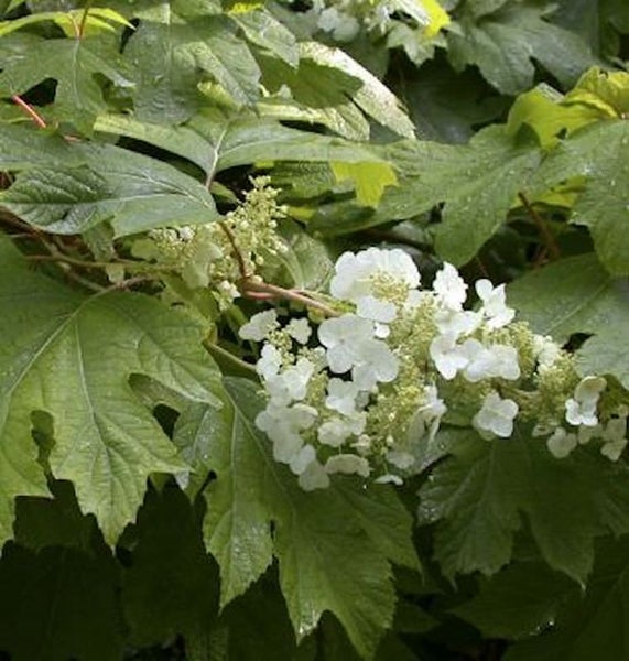Eichenblättrige Hortensie mit Laub und weißen Blüten