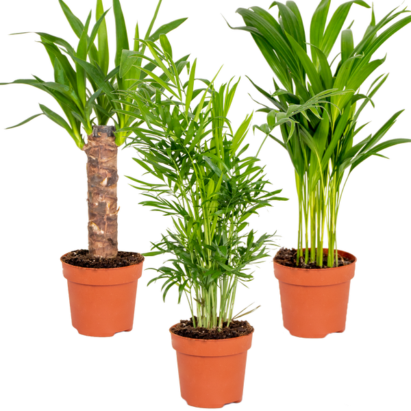 3x Tropische Palmenmischung – Dypsis-Chamaedorea-Yucca – Pflegefreundlich – ⌀12 cm – ↕20-45 cm