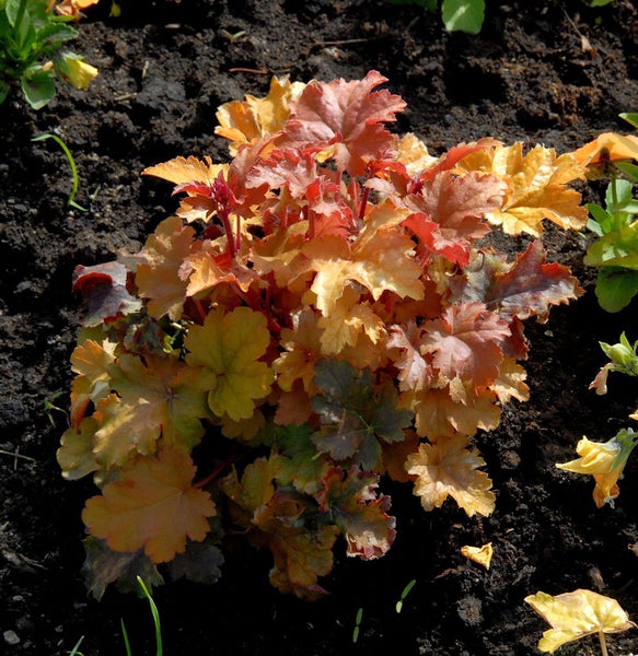Purpurglöckchen Pflanze im Gartenbeet