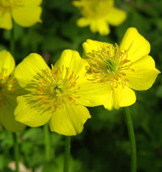 Nahaufnahme von gelben Trollblumen