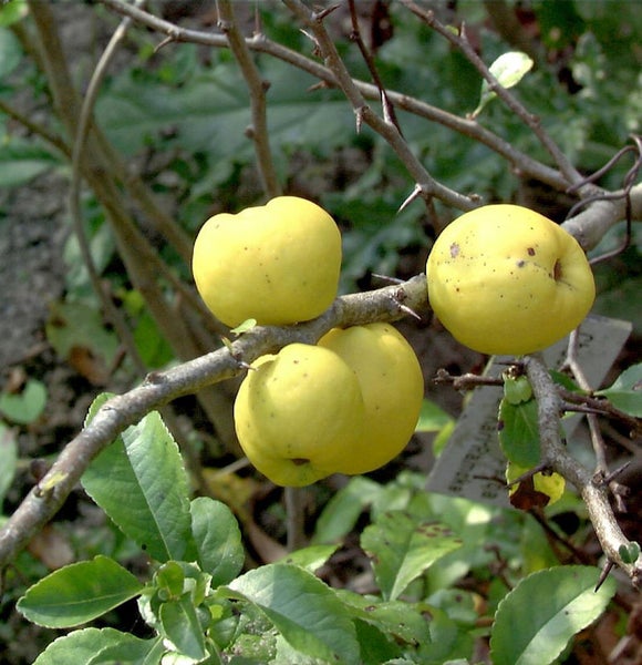 Quittenbaum mit gelben Früchten an einem Ast