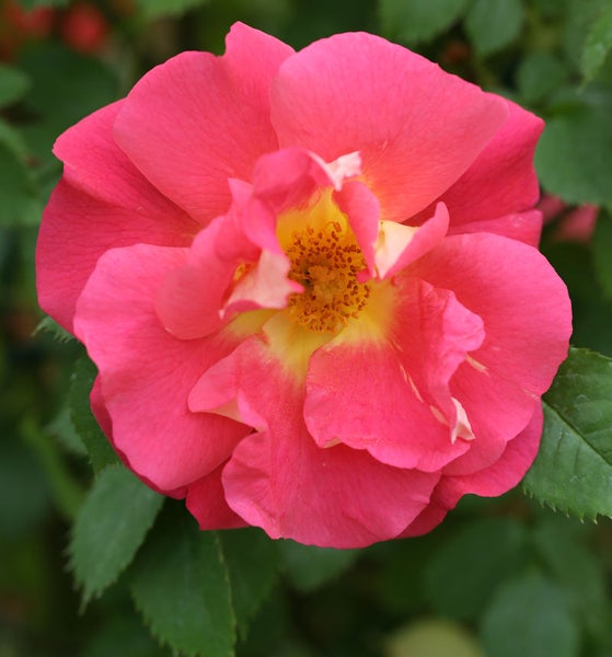 Nahaufnahme einer rosa Rose mit gelbem Zentrum