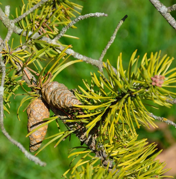 Zweige mit Nadeln und zwei Zapfen