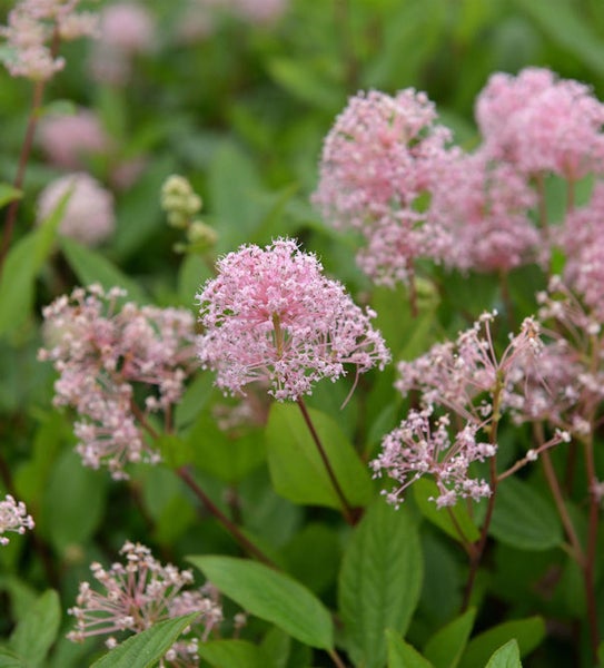 Eupatoriumblüten mit grünen Blättern
