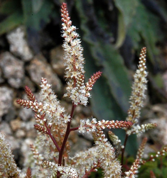 Blütenstand einer Wiesenknöterich Pflanze im Detail