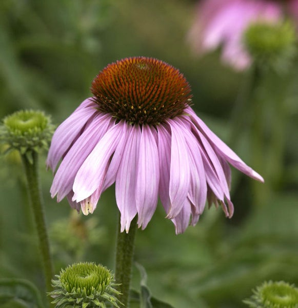 Nahaufnahme einer einzelnen Purpur-Sonnenhutblume im Garten.