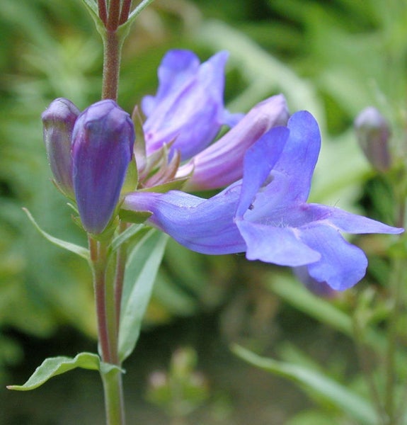 Nahaufnahme einer Bartfadenblume mit Blüten und Knospen