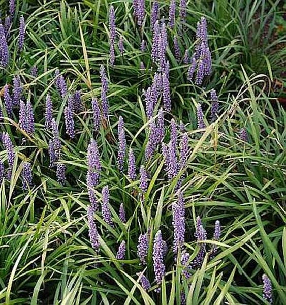 Nahaufnahme von Lilientraube mit grünen Blättern und lila Blüten, eine Zierpflanze für den Garten.