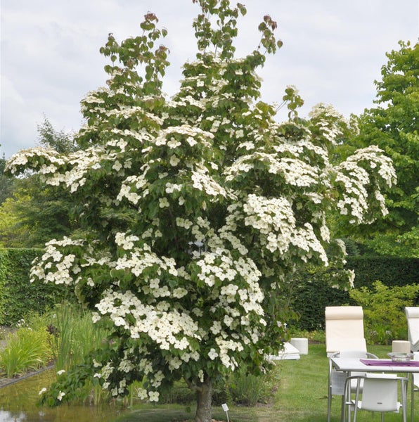 Blühender Blumenhartriegel im Garten