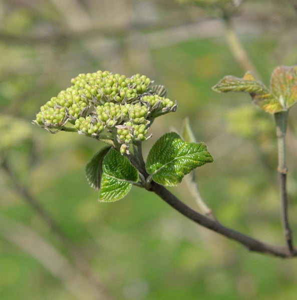 Nahaufnahme einer Viburnum-Pflanze mit Blütenknospen