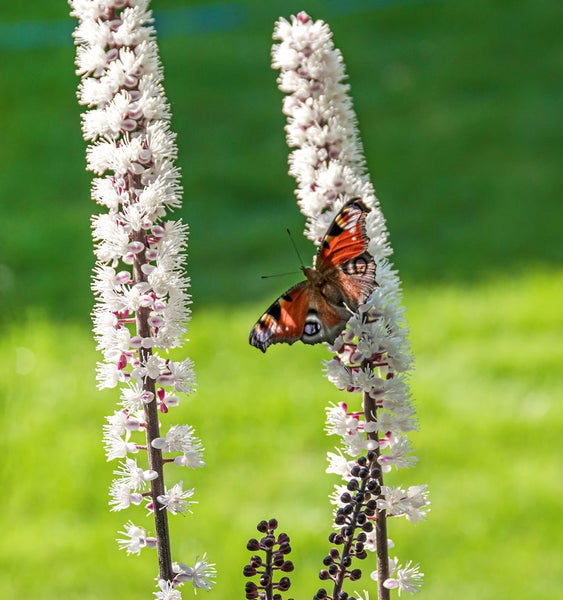 Schmetterling auf Silberkerze im Garten