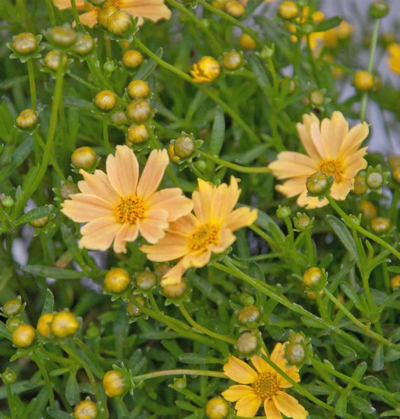 Gelbe Coreopsis-Blüten mit grünen Blättern und Knospen