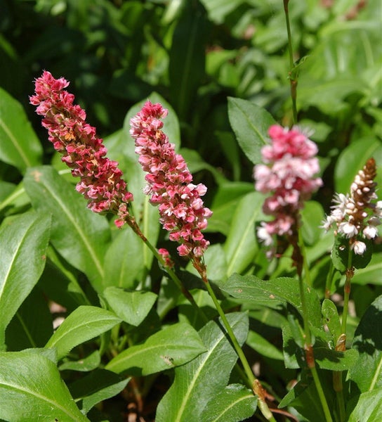 Nahaufnahme von Knöterichpflanzen mit rosa Blüten