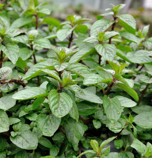 Nahaufnahme von Minzpflanzen mit grünen Blättern.