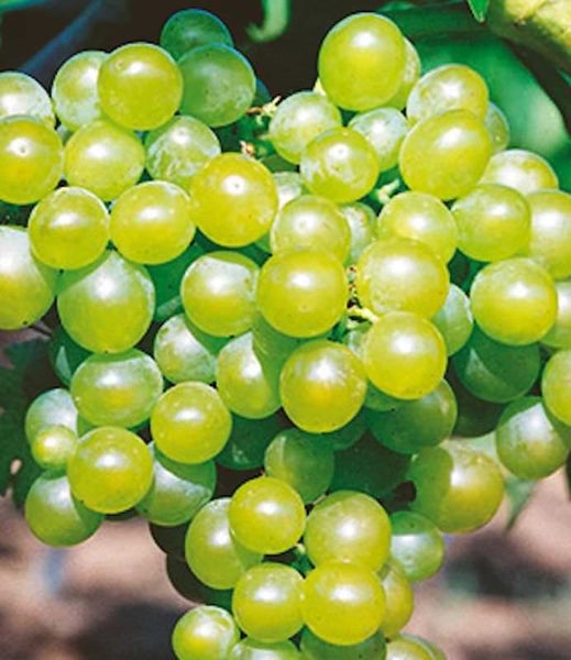 Traube mit vielen Beeren