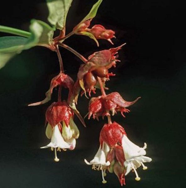 Blütenstand einer Leycesteria Formosa Pflanze im Detail