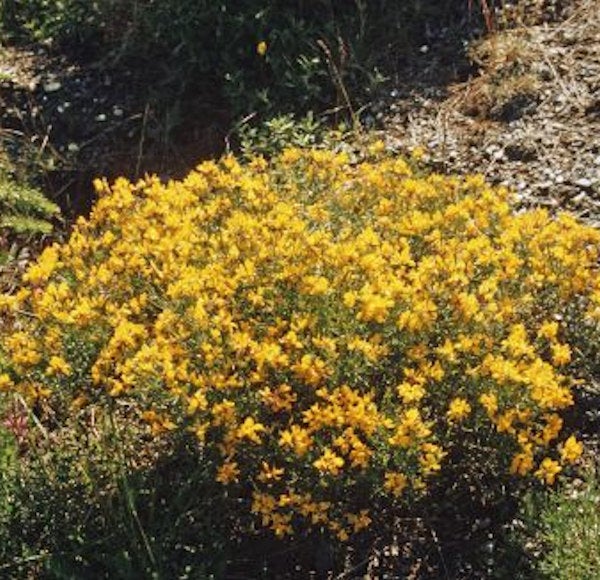 Gelb blühender Ginsterstrauch im Garten