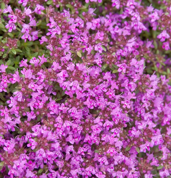 Blühender Thymian für den Garten